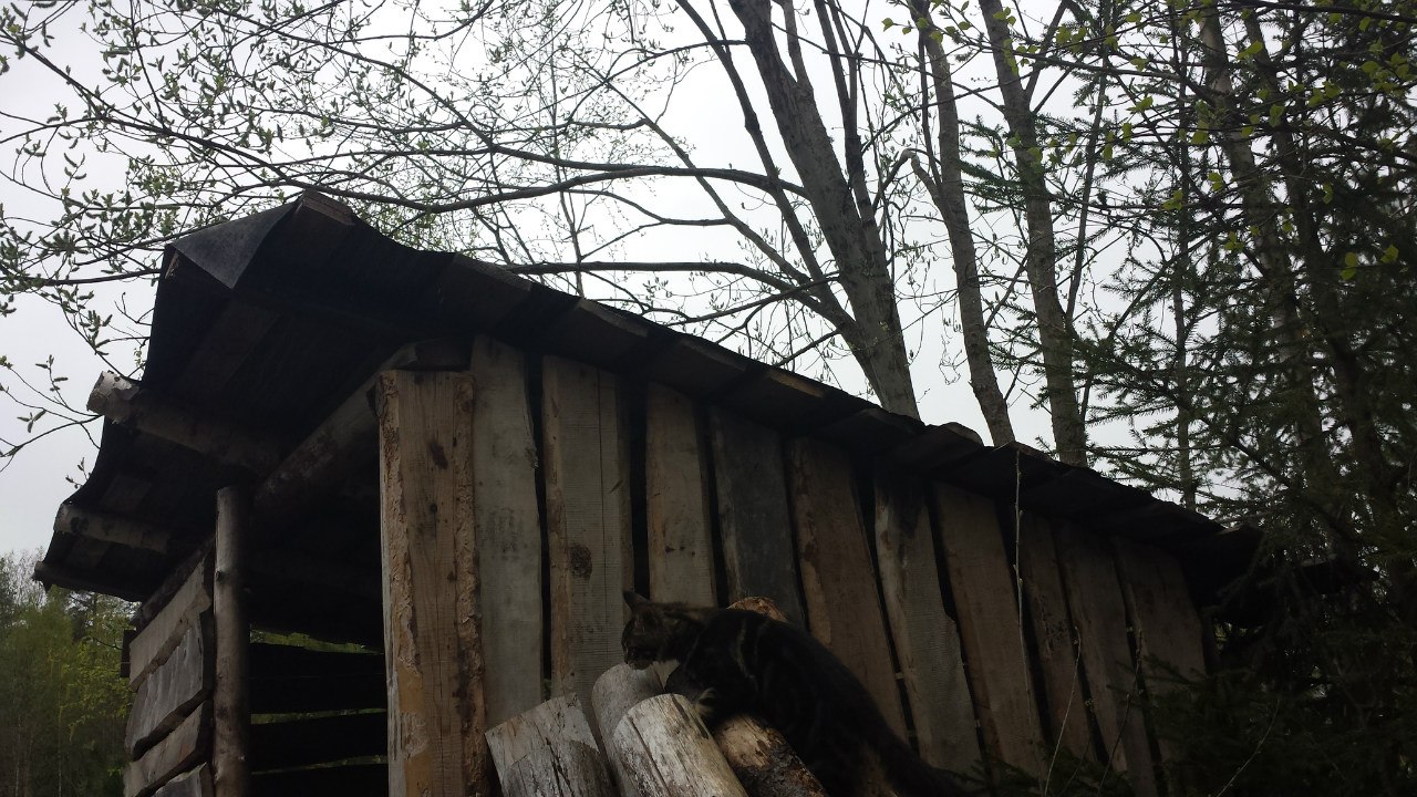 Кот мейн кун Куни (20140503_105309)