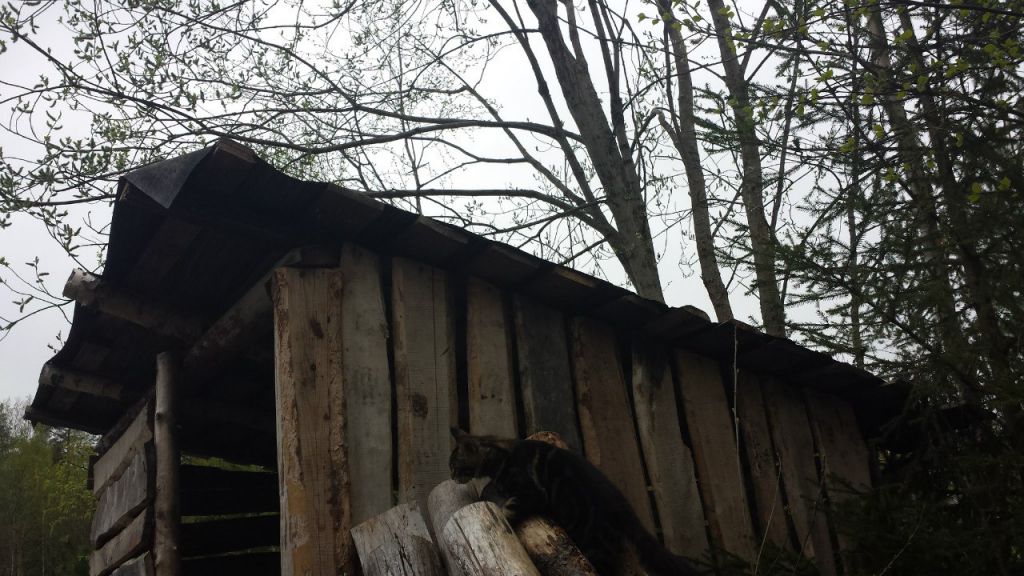 Кот мейн кун Куни (20140503_105309)