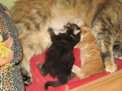 Котята мейн кун (IMG_0519)