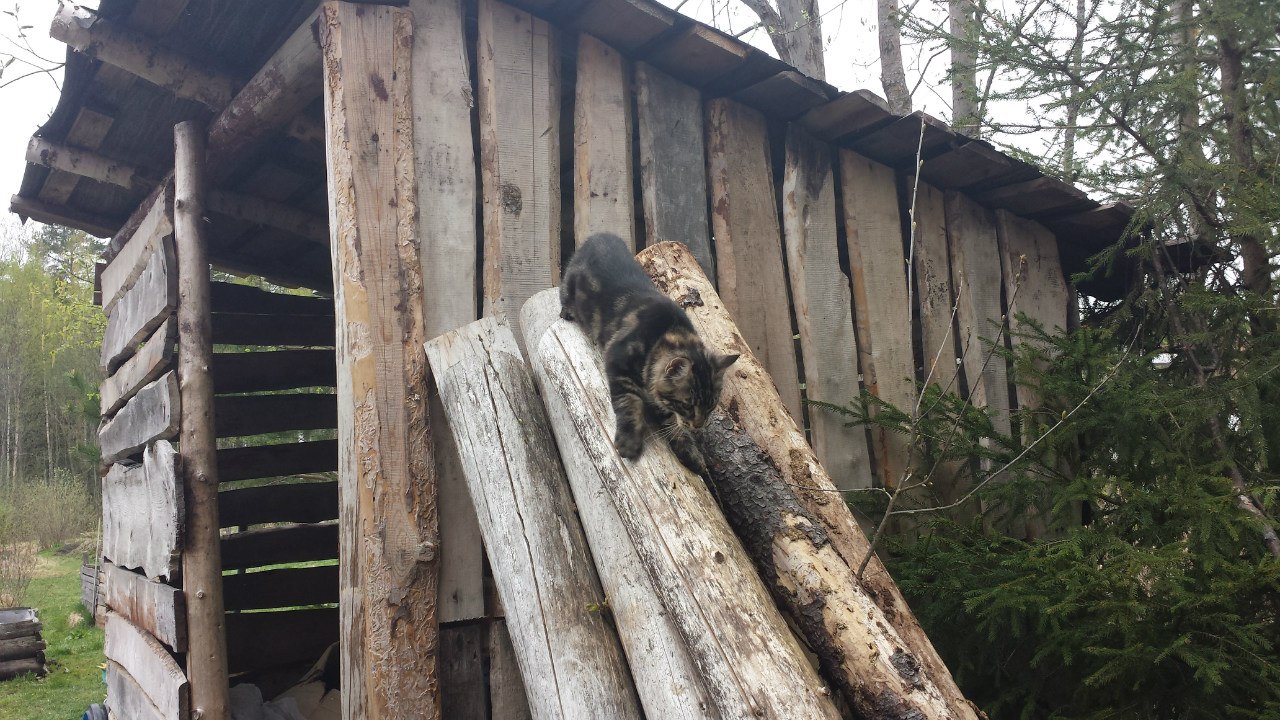 Кот мейн кун Куни (20140503_105311)