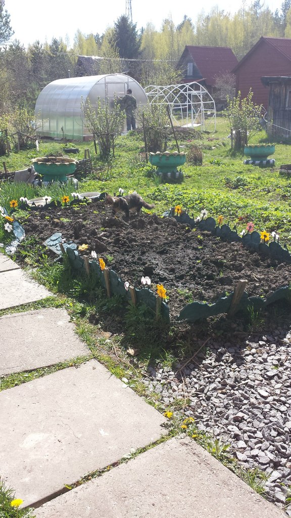 Кот мейн кун Куни (20140503_105312)