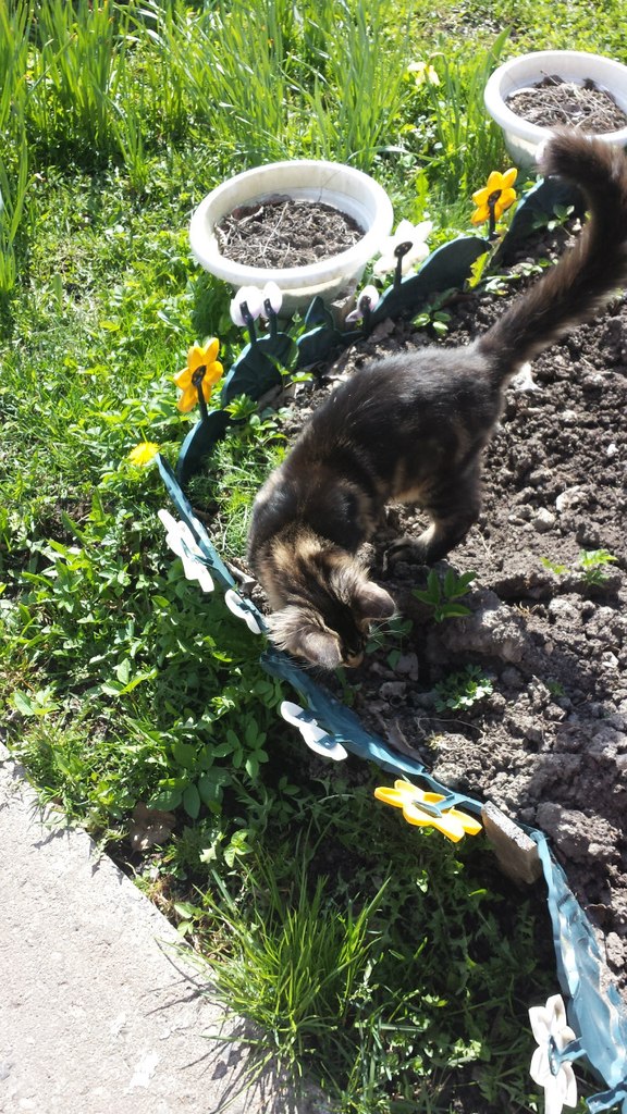Кот мейн кун Куни (20140503_105314)