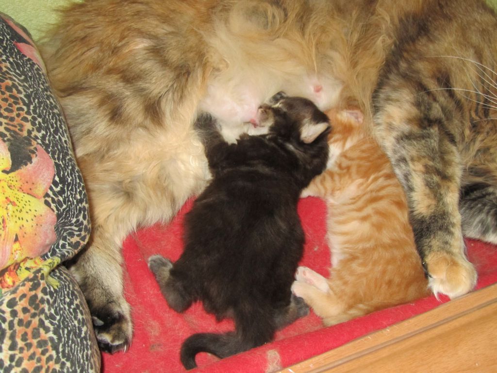 Котята мейн кун (IMG_0519)
