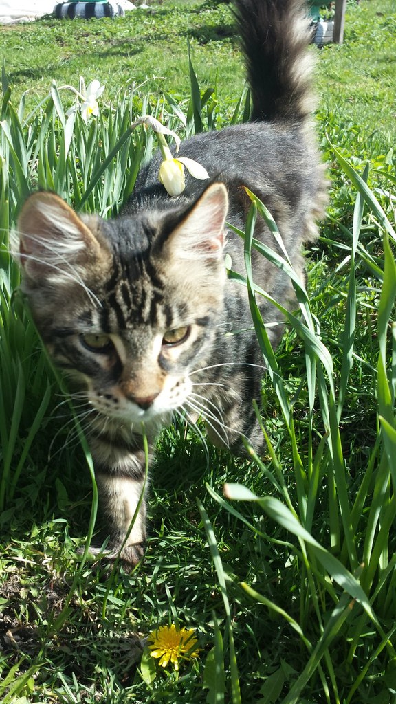Кот мейн кун Куни (20140503_105315)