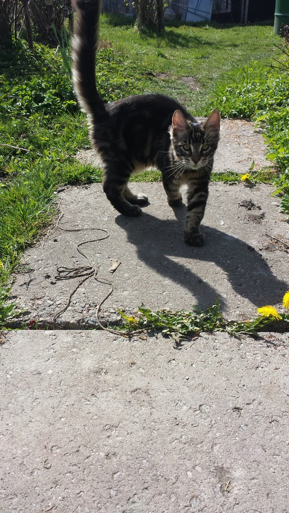 Кот мейн кун Куни (20140503_105316)