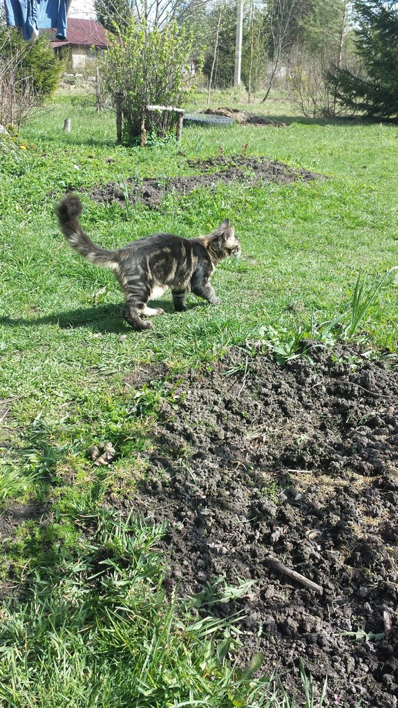 Кот мейн кун Куни (20140503_105317)