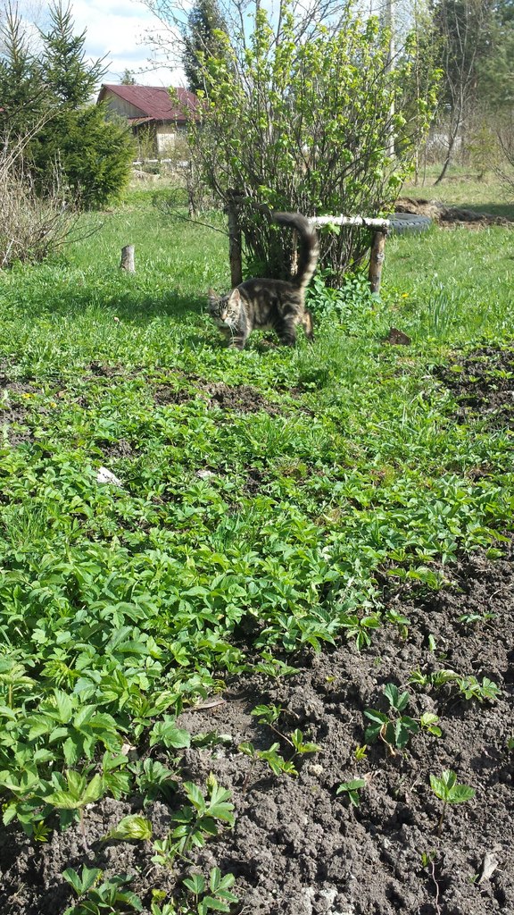 Кот мейн кун Куни (20140503_105318)