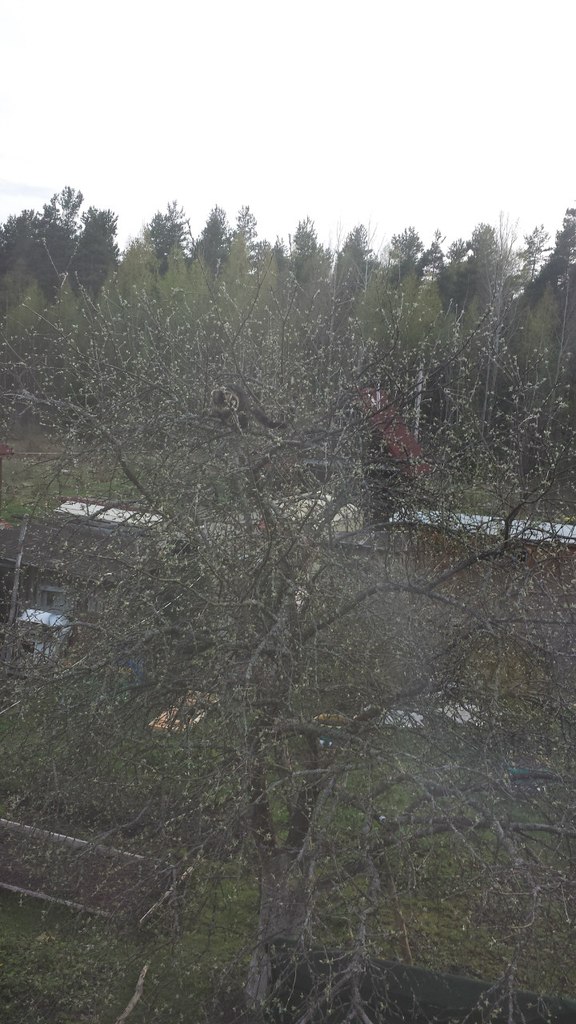 Кот мейн кун Куни (20140503_105319)