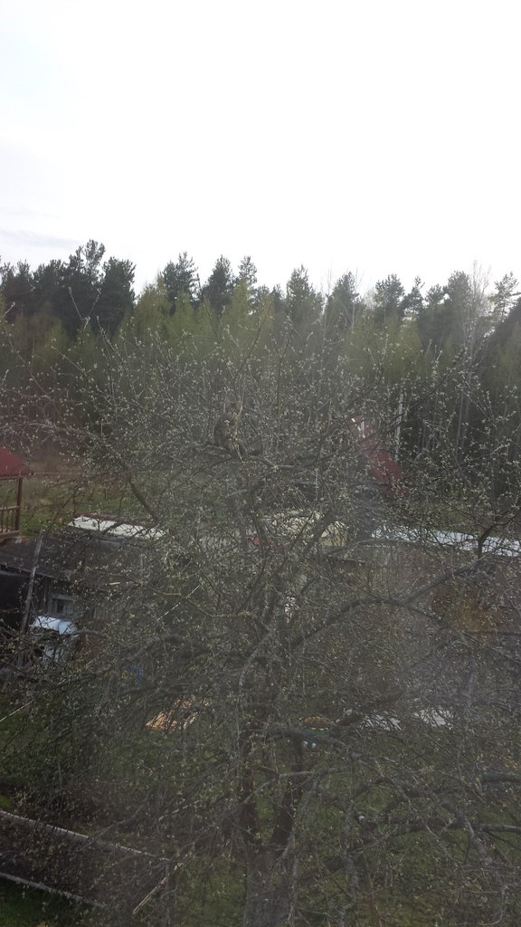 Кот мейн кун Куни (20140503_105320)