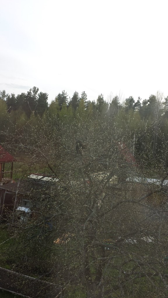 Кот мейн кун Куни (20140503_105321)
