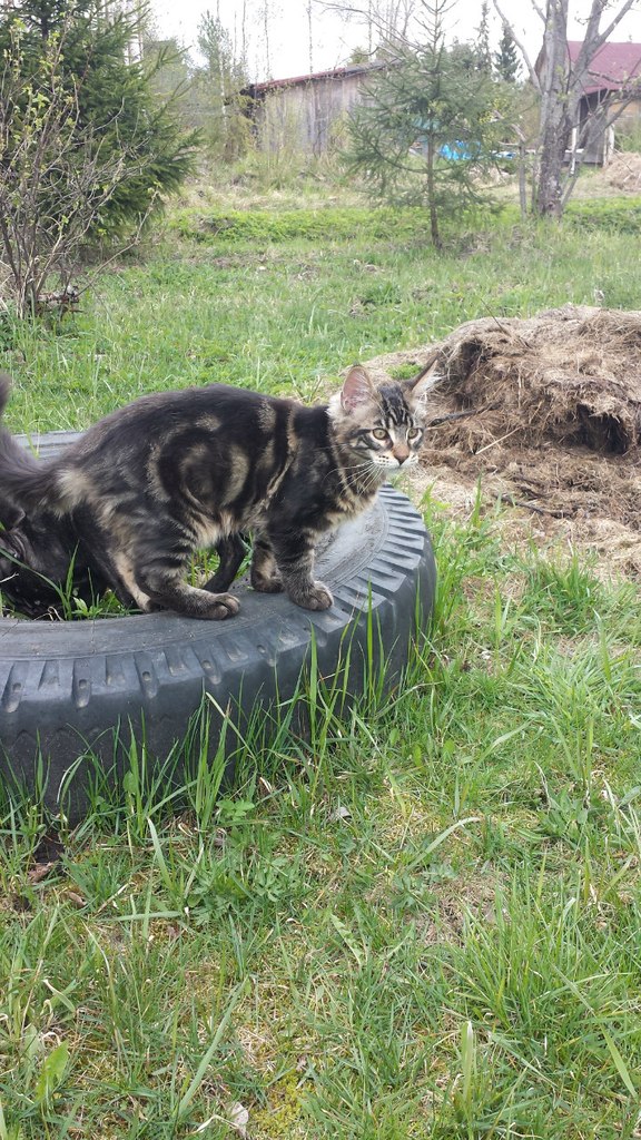 Кот мейн кун Куни (20140505_105504)
