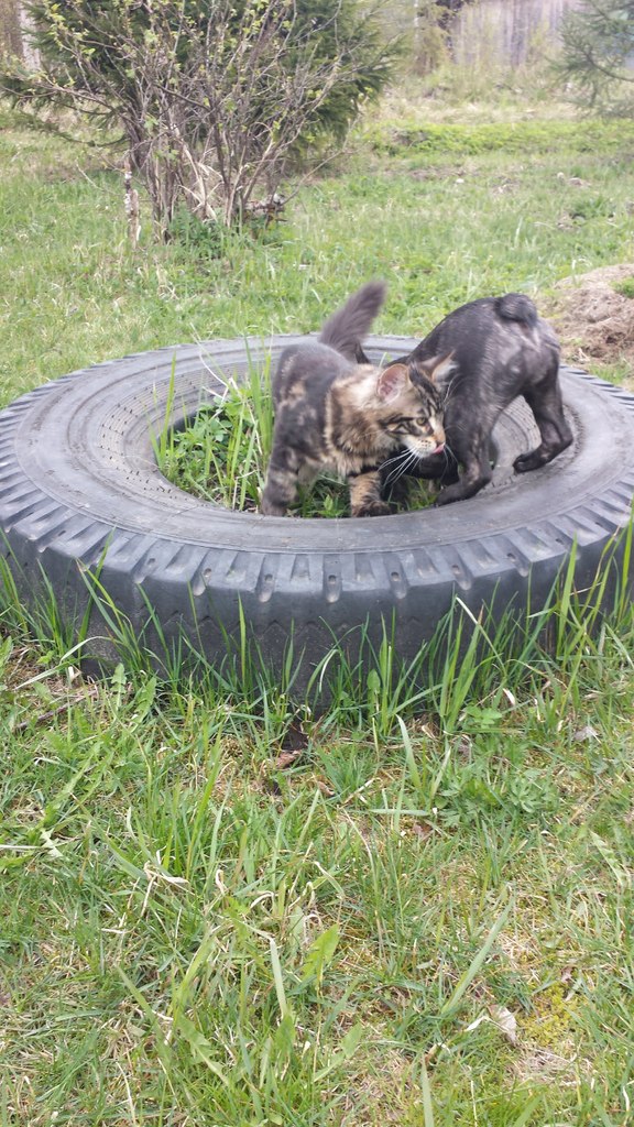 Кот мейн кун Куни (20140505_105505)