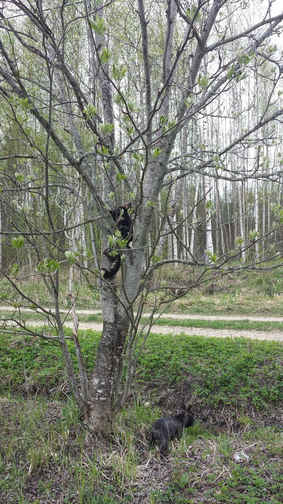 Кот мейн кун Куни (20140505_105511)