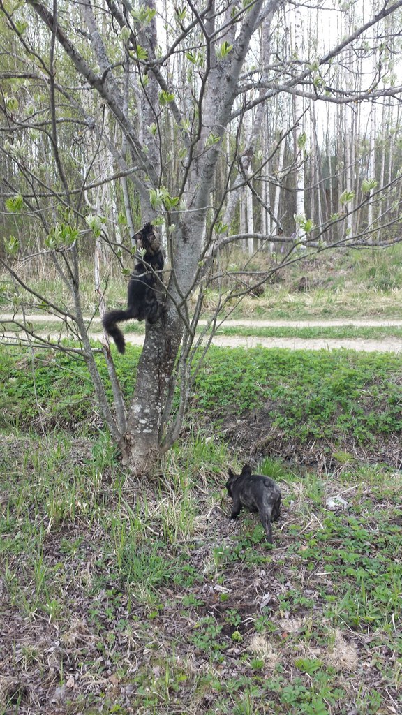 Кот мейн кун Куни (20140505_105512)