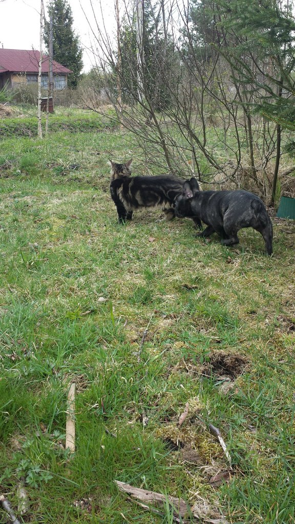 Кот мейн кун Куни (20140505_105513)