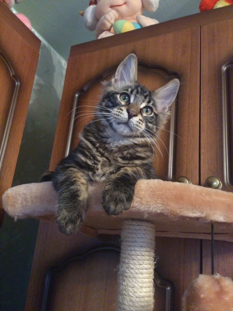 Кот мейн кун Куни (20140506_105602)