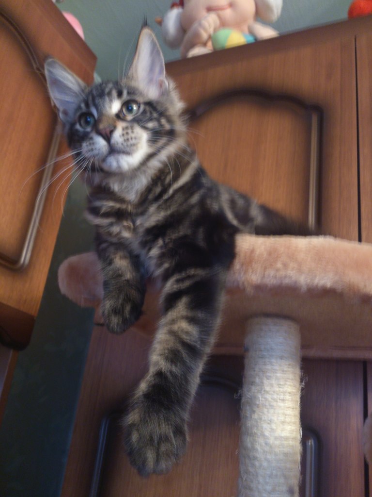 Кот мейн кун Куни (20140506_105607)