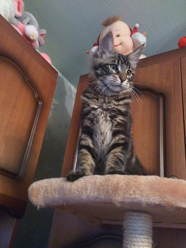 Кот мейн кун Куни (20140506_105608)