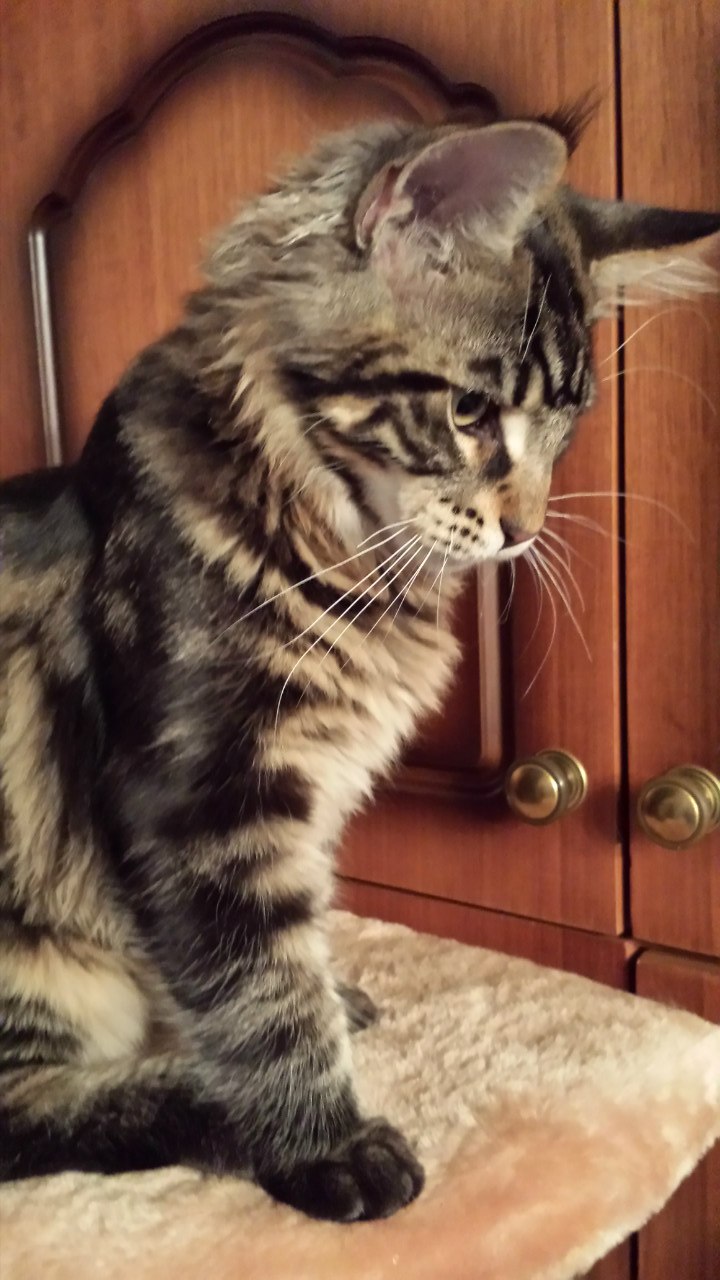 Кот мейн кун Куни (20140603_108010)