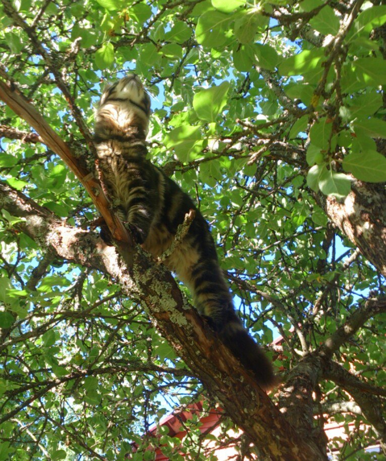 Кот мейн кун Куни (20140619_109002)