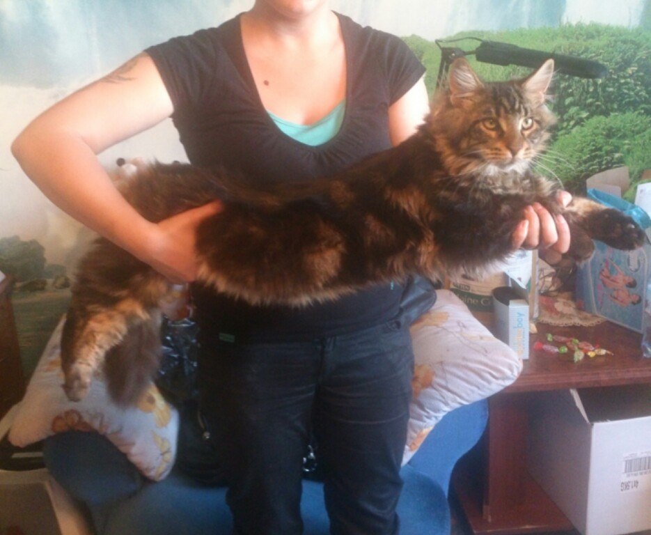 Кот мейн кун Куни (20140708_110002)