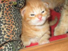 Котята мейн кун (IMG_0525)