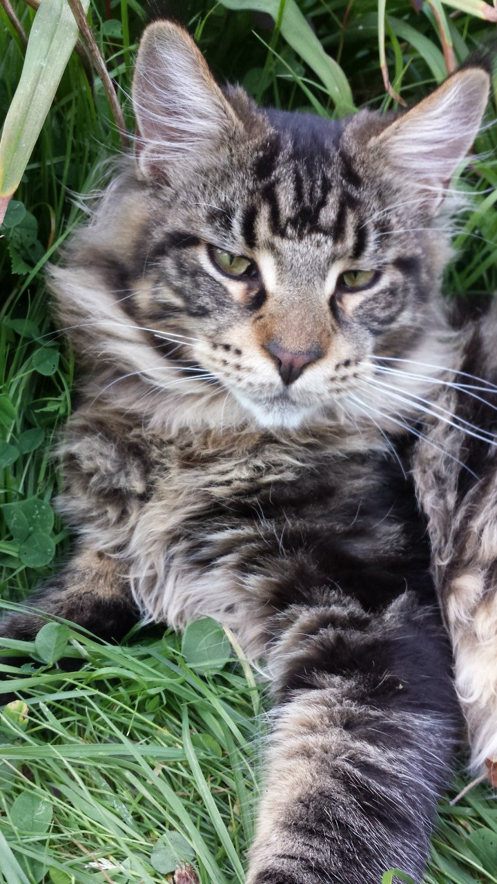 Кот мейн кун Куни (20140808_200633)