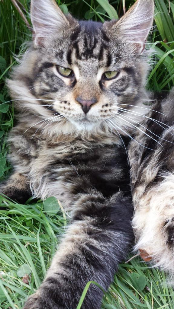 Кот мейн кун Куни (20140808_200634)