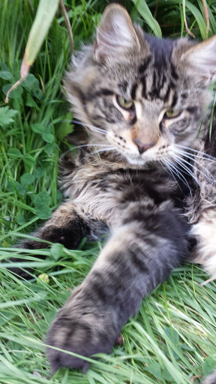 Кот мейн кун Куни (20140808_200636)