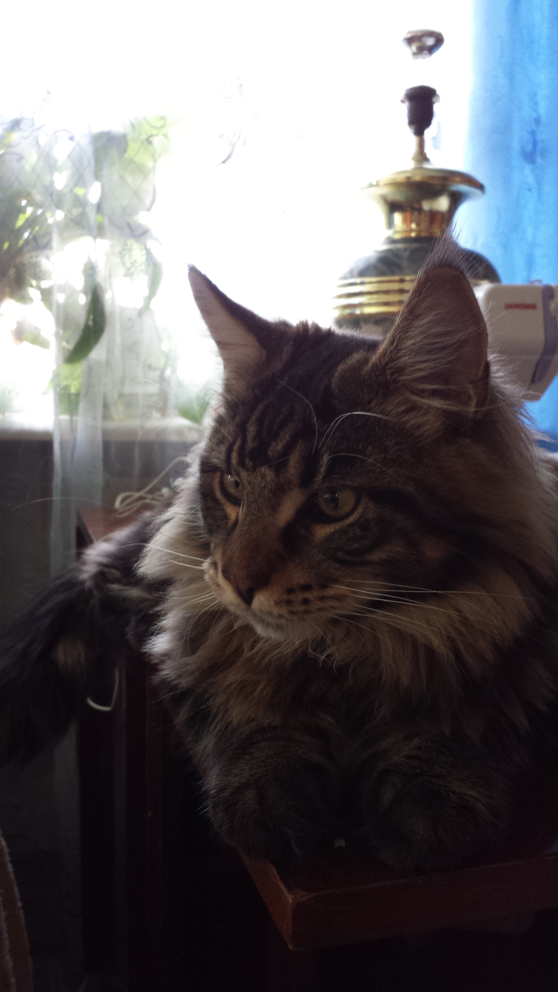 Кот мейн кун Куни (20140820_095545)