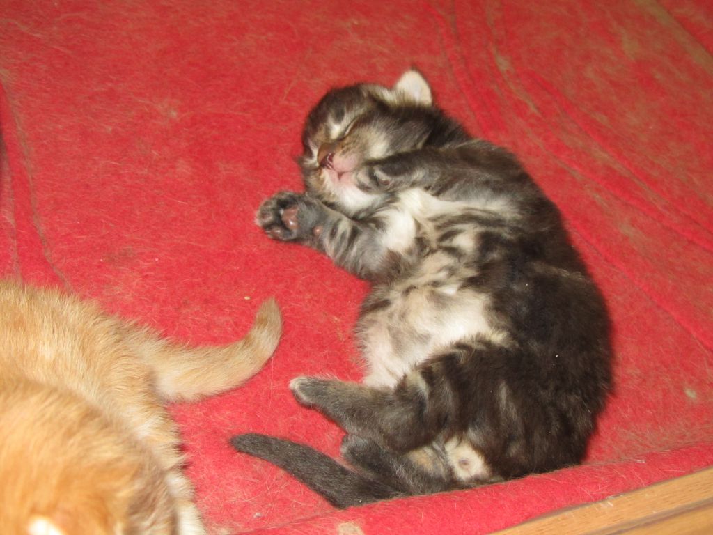 Котята мейн кун (IMG_0527)