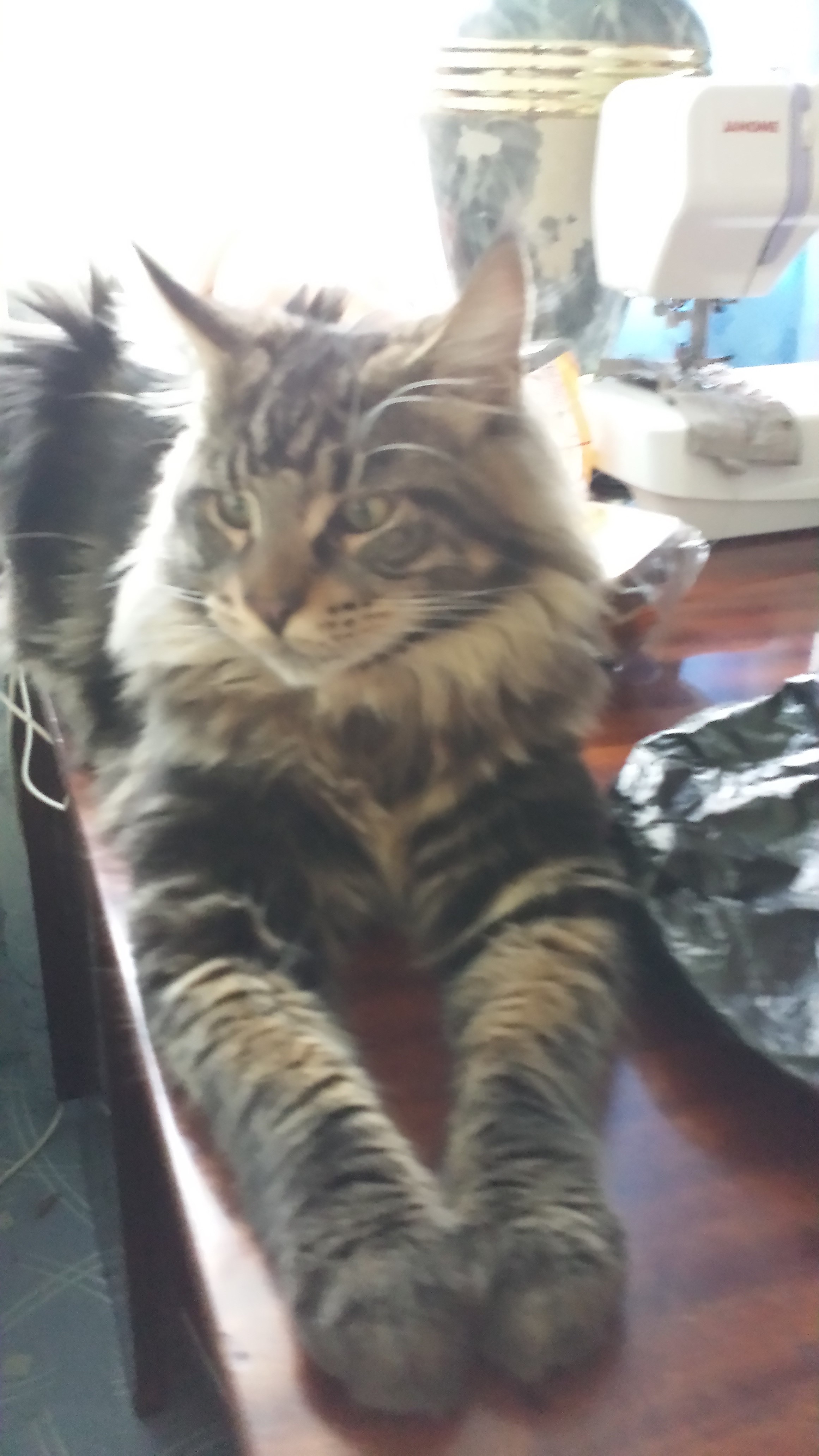 Кот мейн кун Куни (20140820_095947)
