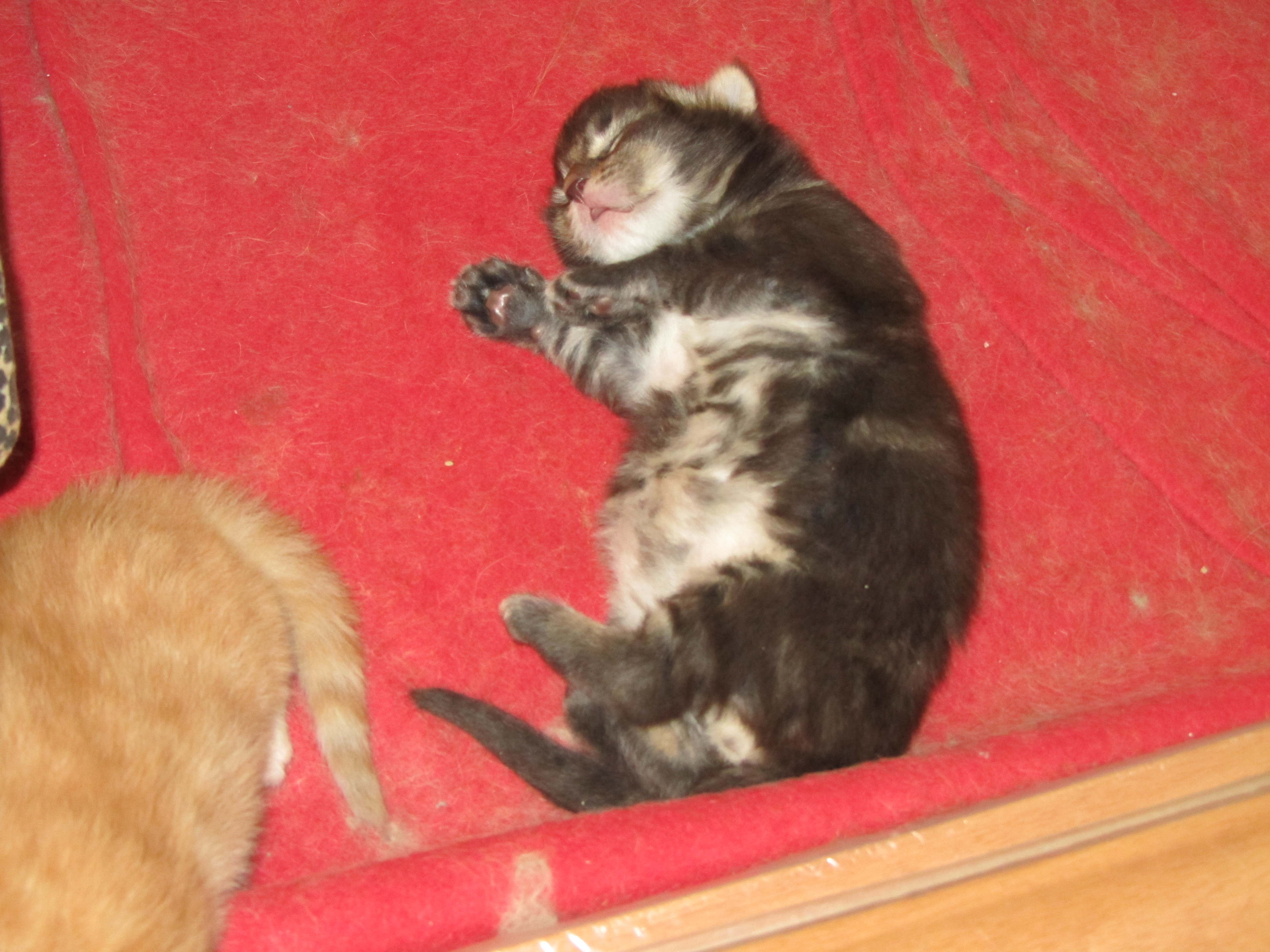 Котята мейн кун (IMG_0529)
