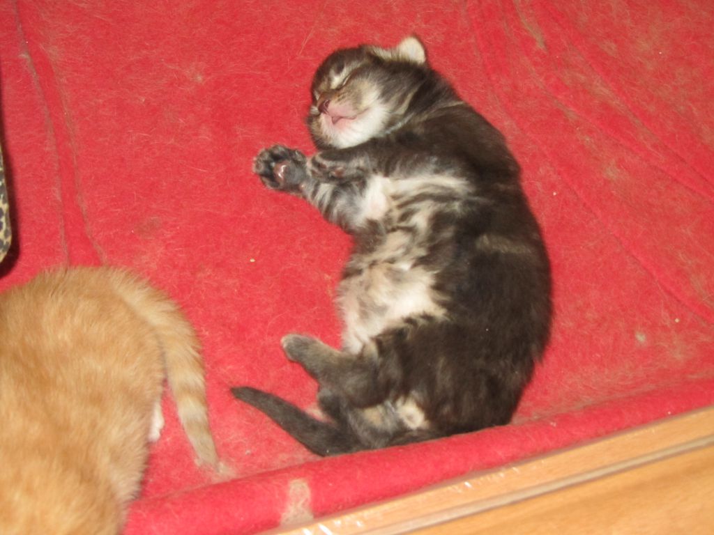 Котята мейн кун (IMG_0529)