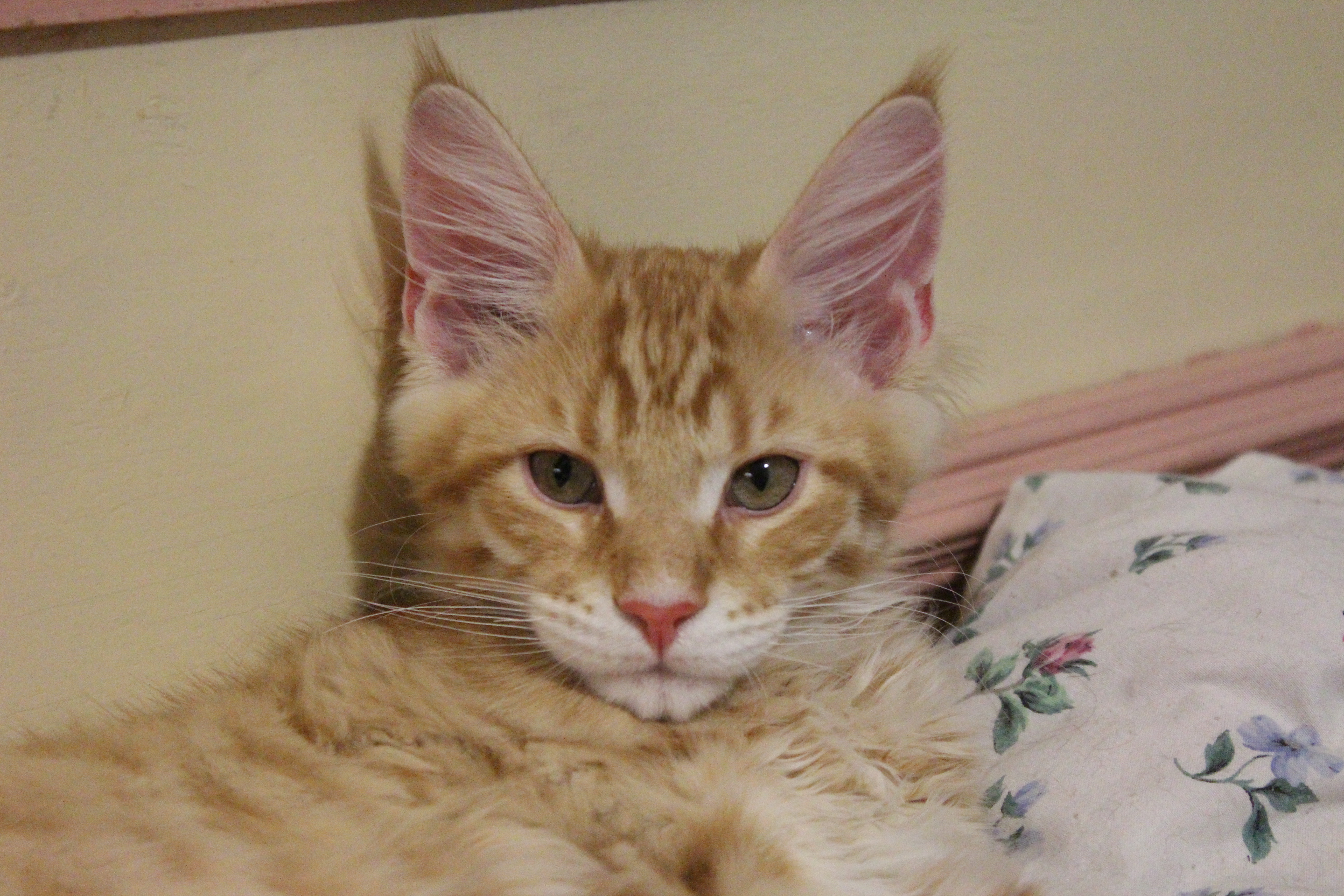 Кот мейн кун Лео (IMG_5596)