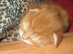 Котята мейн кун (IMG_0530)