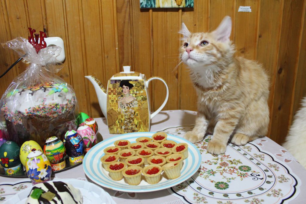 Кот мейн кун Лео (IMG_5644)