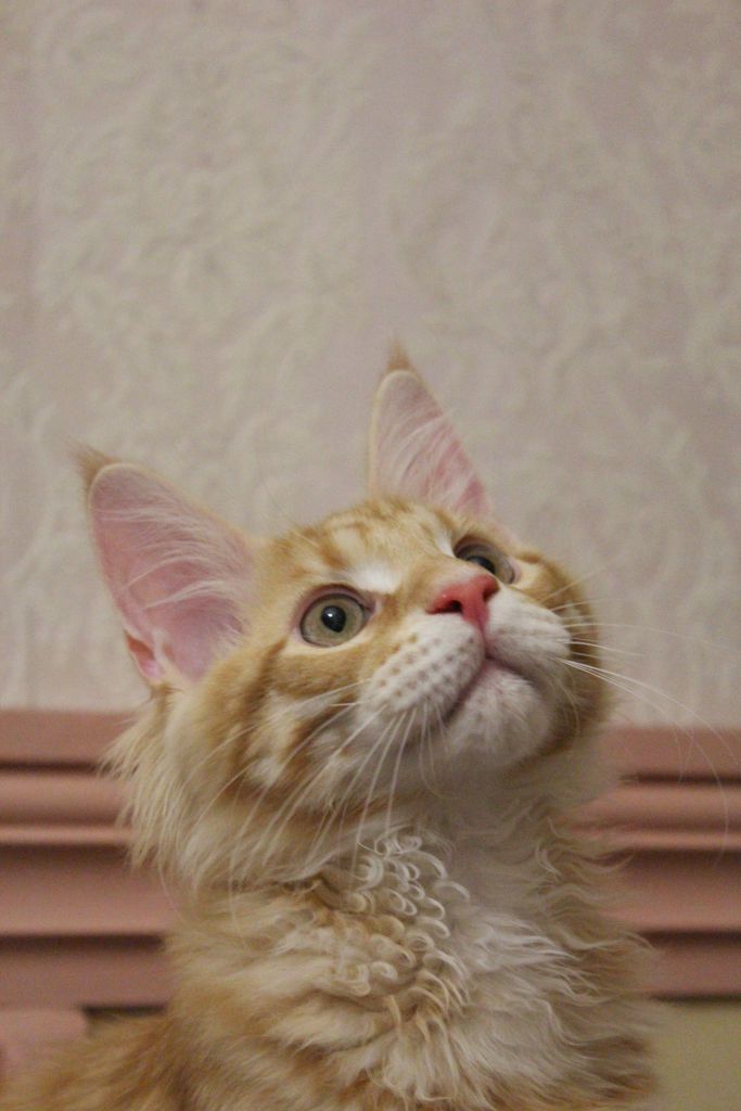 Кот мейн кун Лео (IMG_5668)