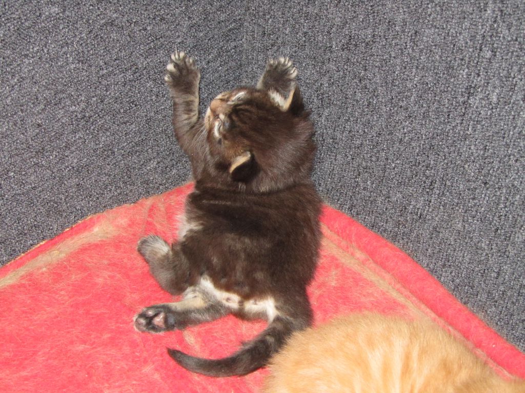 Котята мейн кун (IMG_0531)