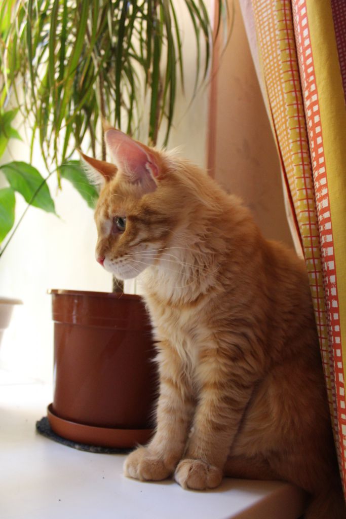 Кот мейн кун Лео (IMG_5743)