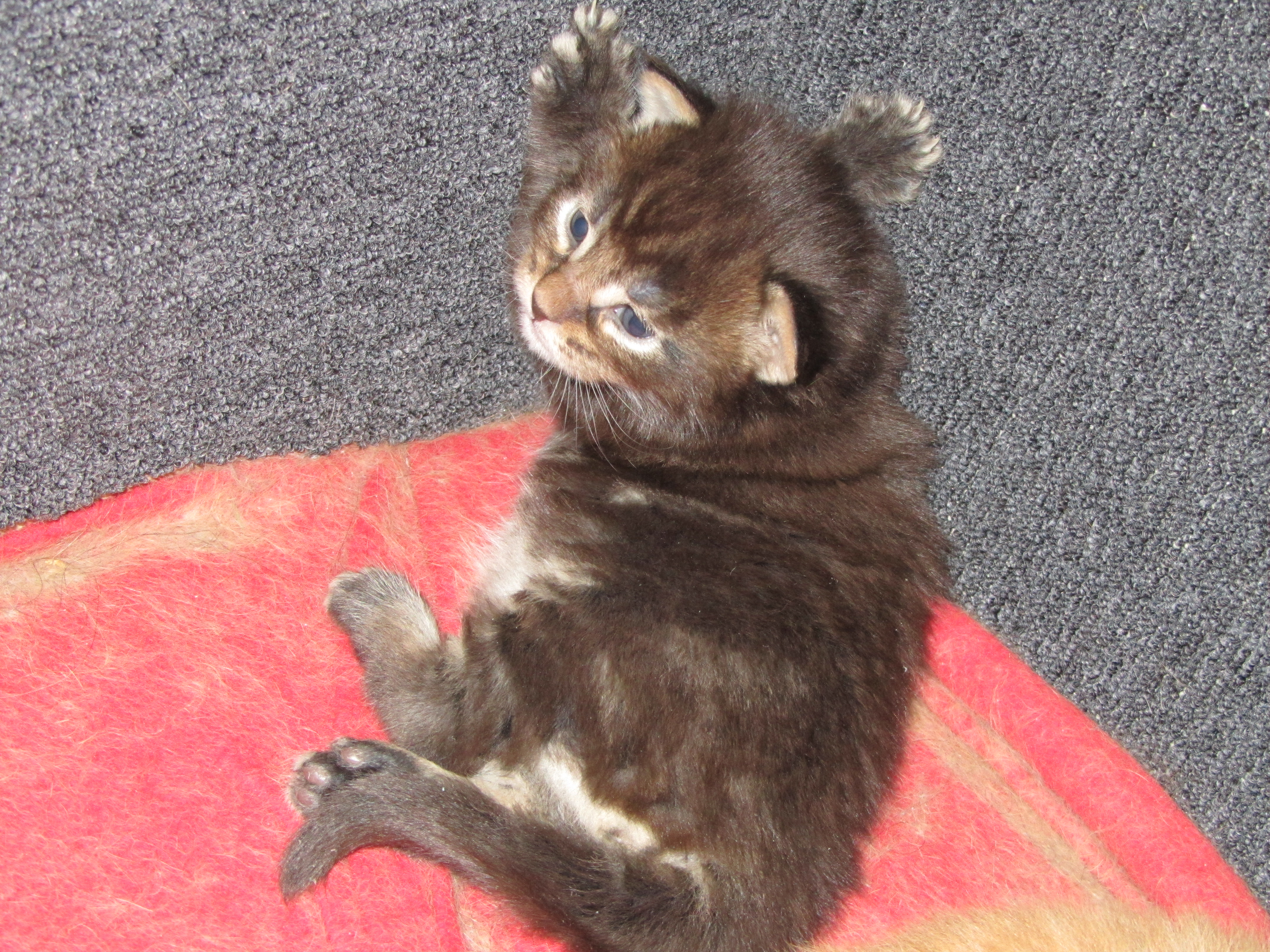 Котята мейн кун (IMG_0533)