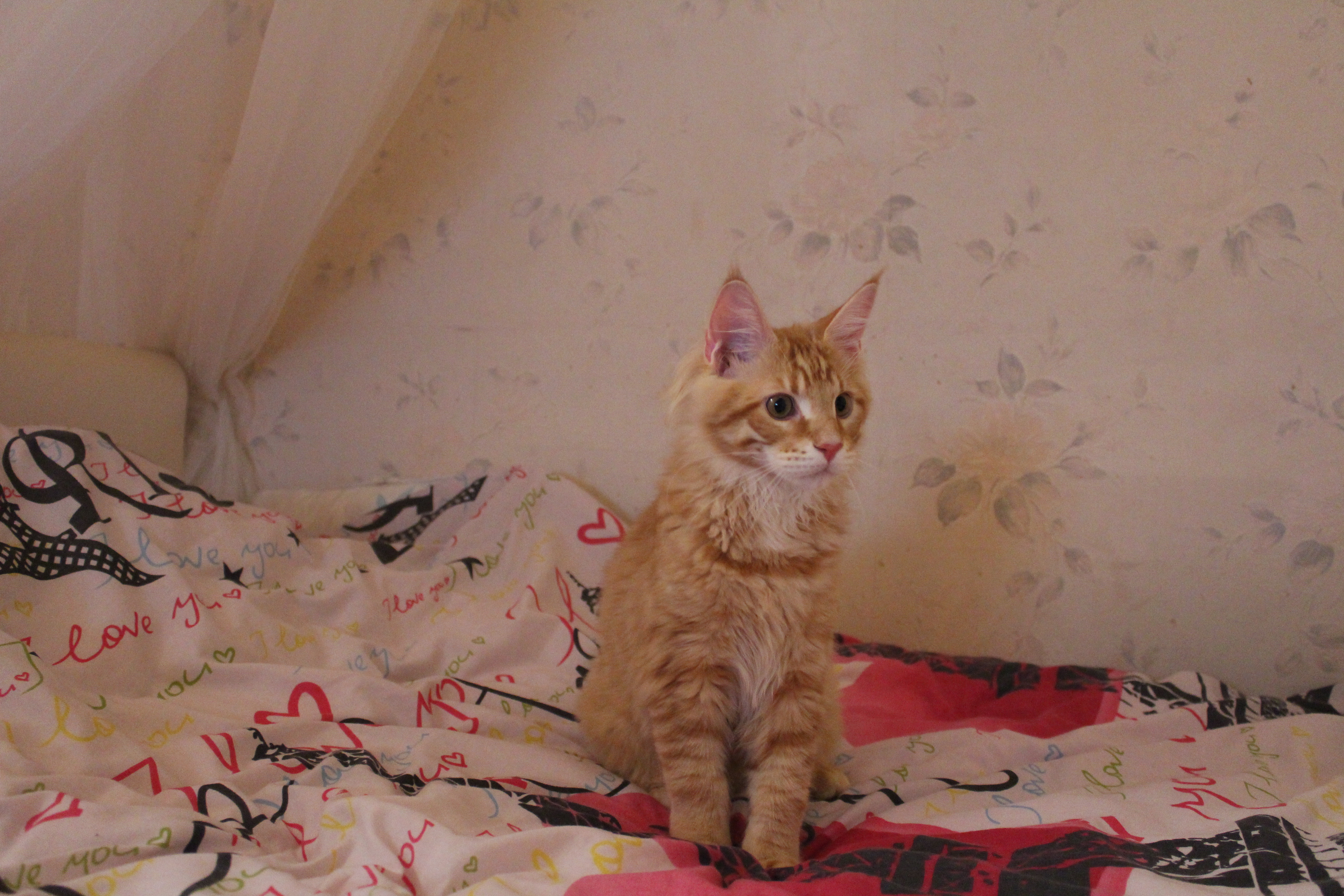 Кот мейн кун Лео (IMG_5752)