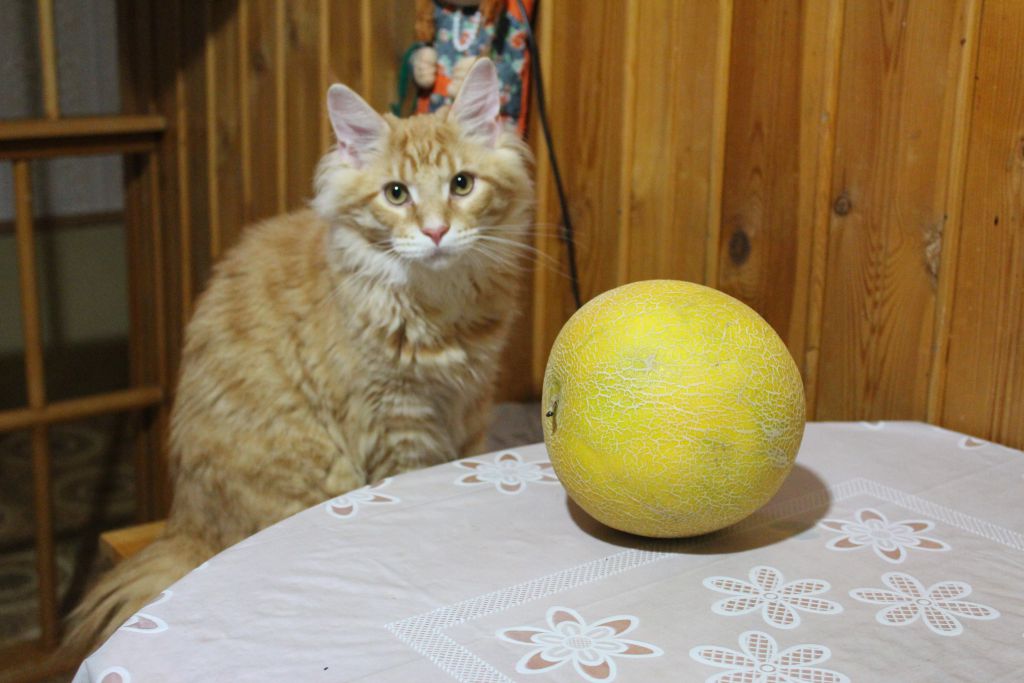 Кот мейн кун Лео (IMG_5792)