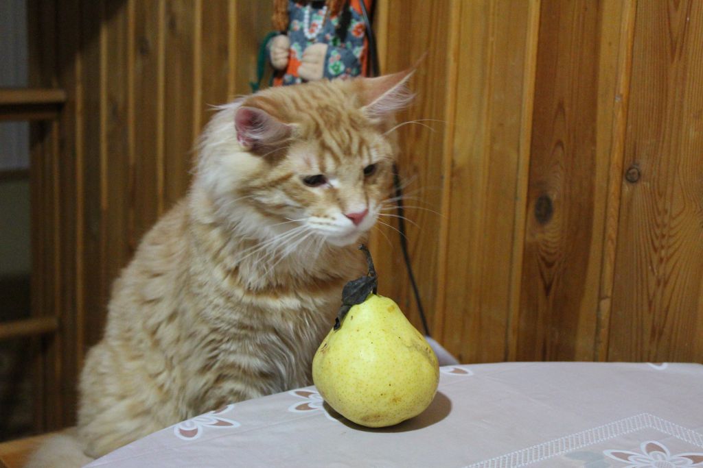 Кот мейн кун Лео (IMG_5798)