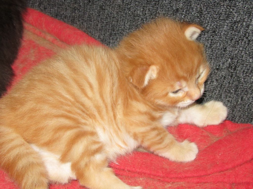 Котята мейн кун (IMG_0534)