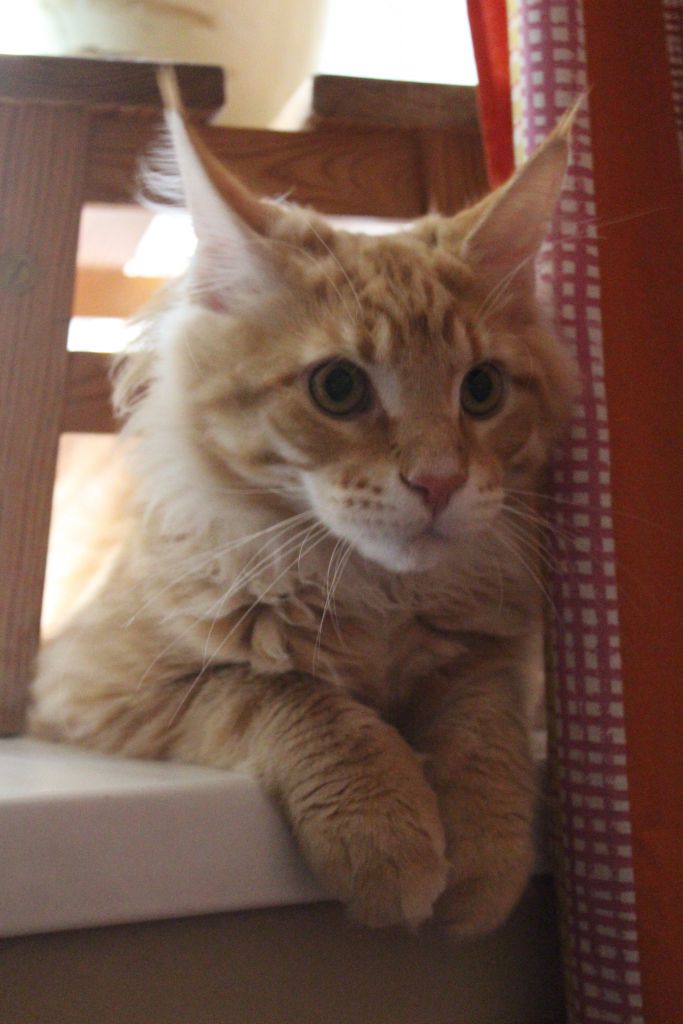 Кот мейн кун Лео (IMG_5875)