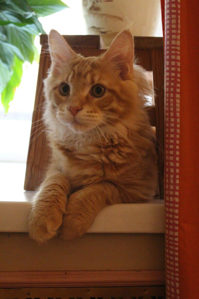 Кот мейн кун Лео (IMG_5880)