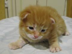 Котята мейн кун (IMG_0538)