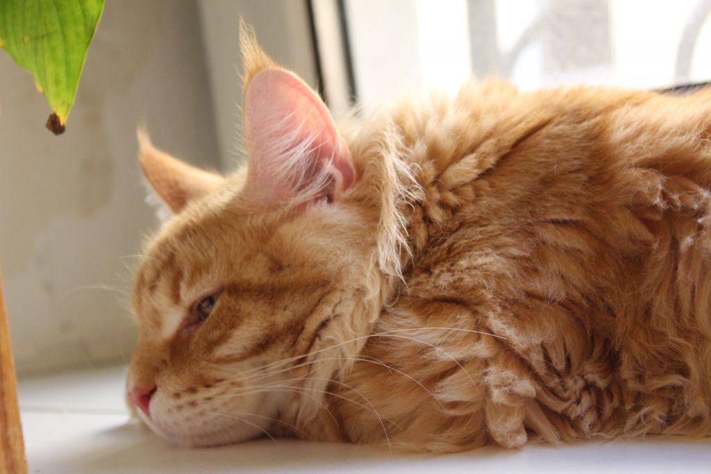 Кот мейн кун Лео (IMG_6016)