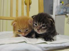 Котята мейн кун (IMG_0542)